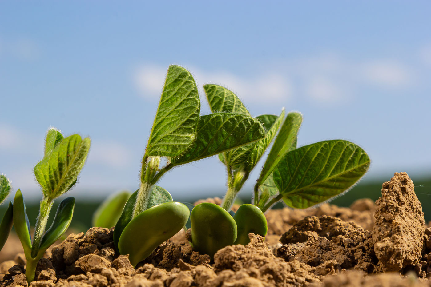 soybean seedling in dirt